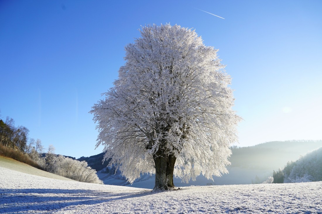 Winterlandschaft Baum1.jpg